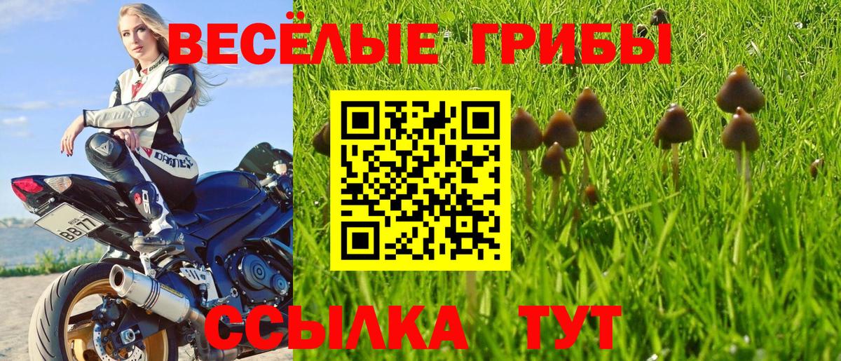 Нарткала  Галлюциногенные грибы Psilocybe  Вход с VPN 